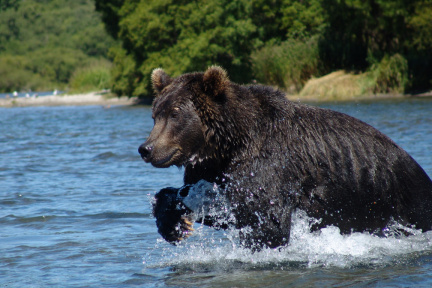 ХОЗЯИН ОСТРОВА САХАЛИН