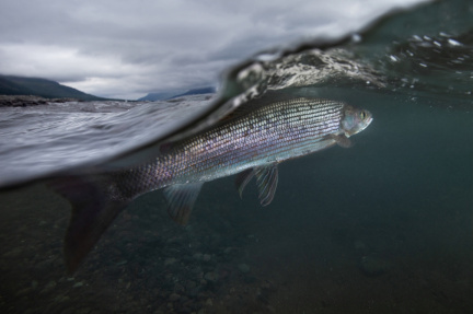 ХАРИУС ПОД ВОЛНОЙ