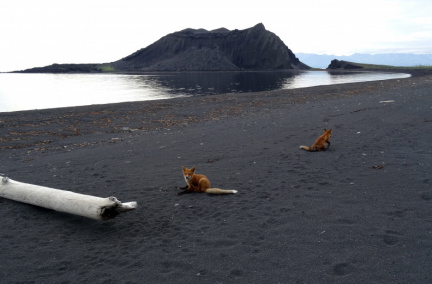 Лисы острова Алаид. Курилы